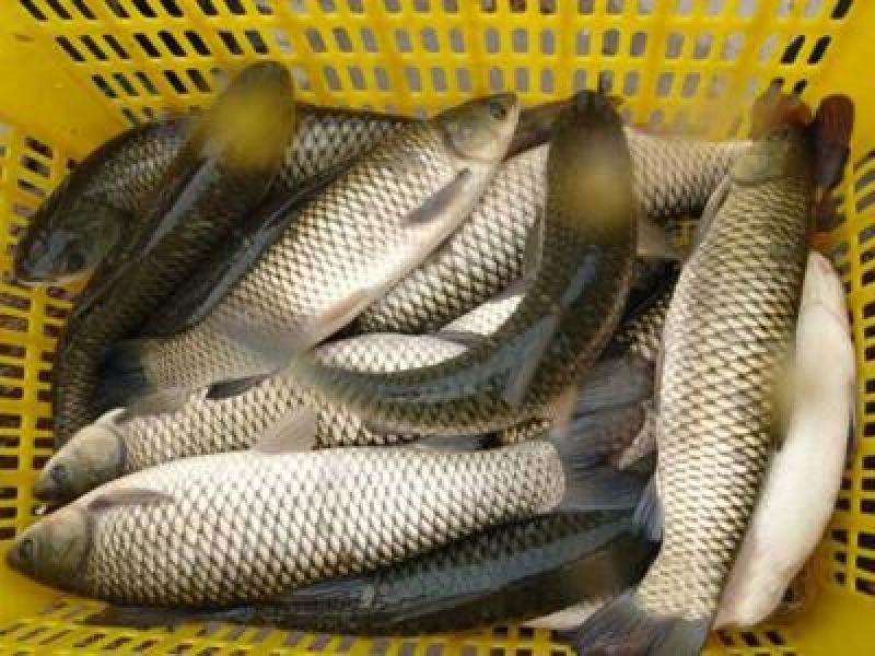 鲤鱼食用1~2公斤