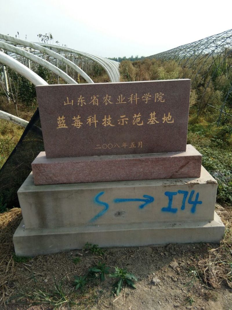 【蓝莓苗热卖】薄雾莱克西绿宝石适合南方北方栽植包技术