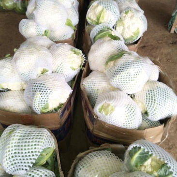 菜花紧密乳白2斤