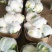 菜花紧密乳白2斤