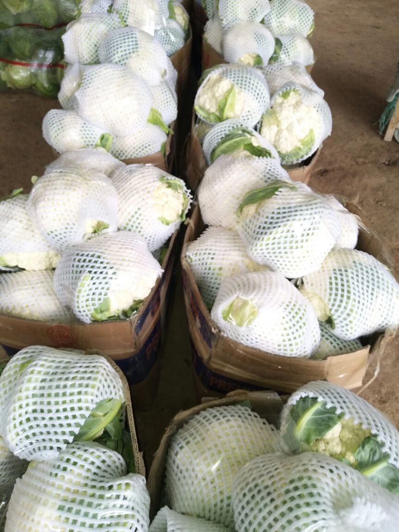 菜花紧密乳白2斤