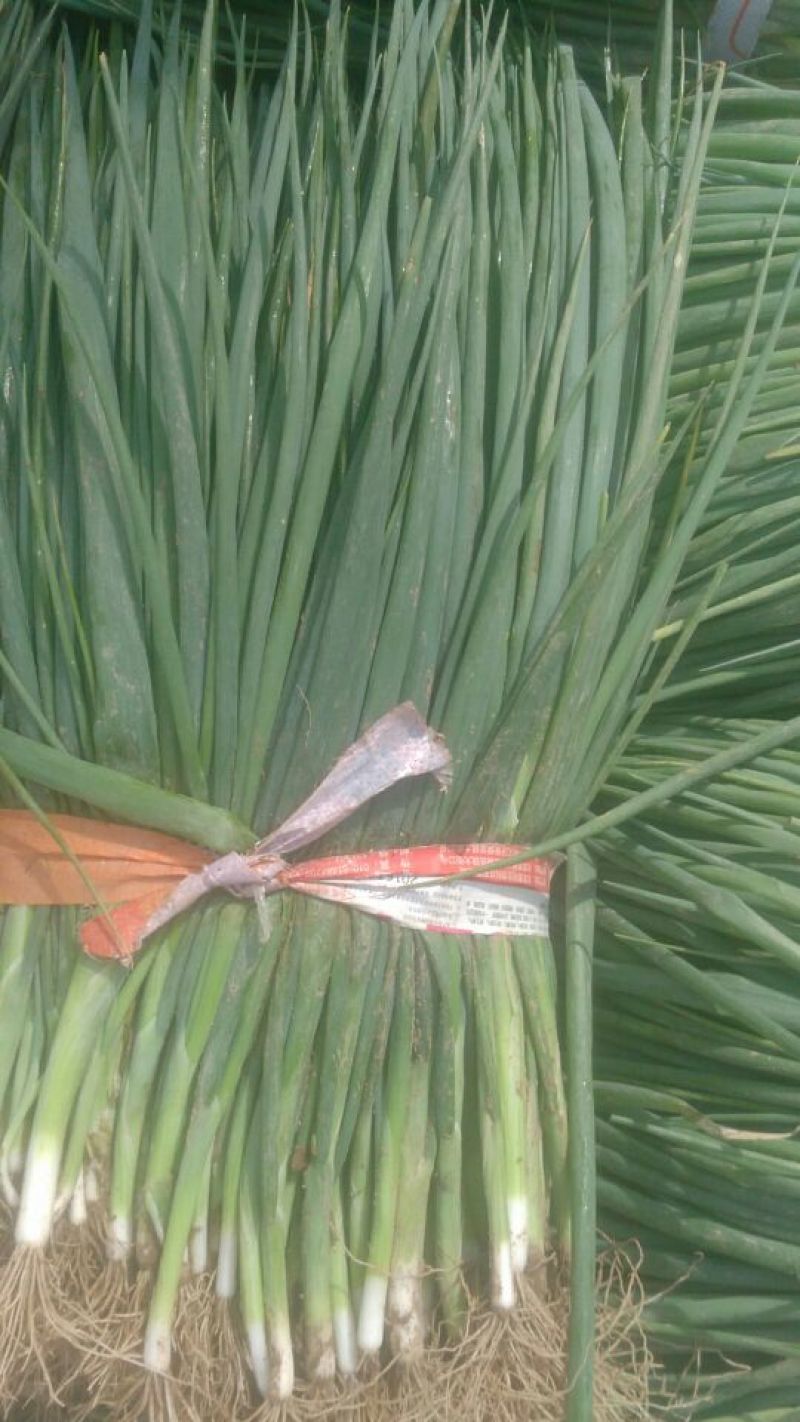 小葱40~45cm