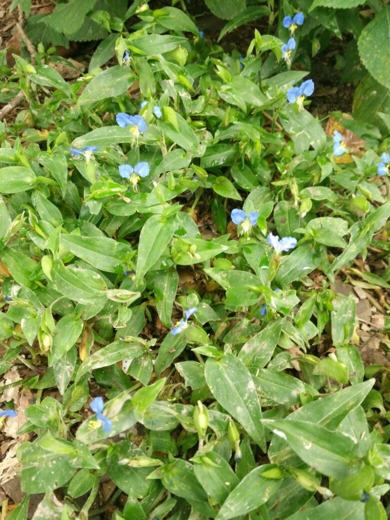 鸭跖草