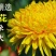 金丝皇菊茶送枸杞30克