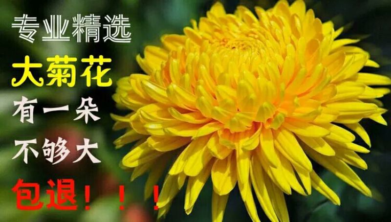 金丝皇菊茶送枸杞30克