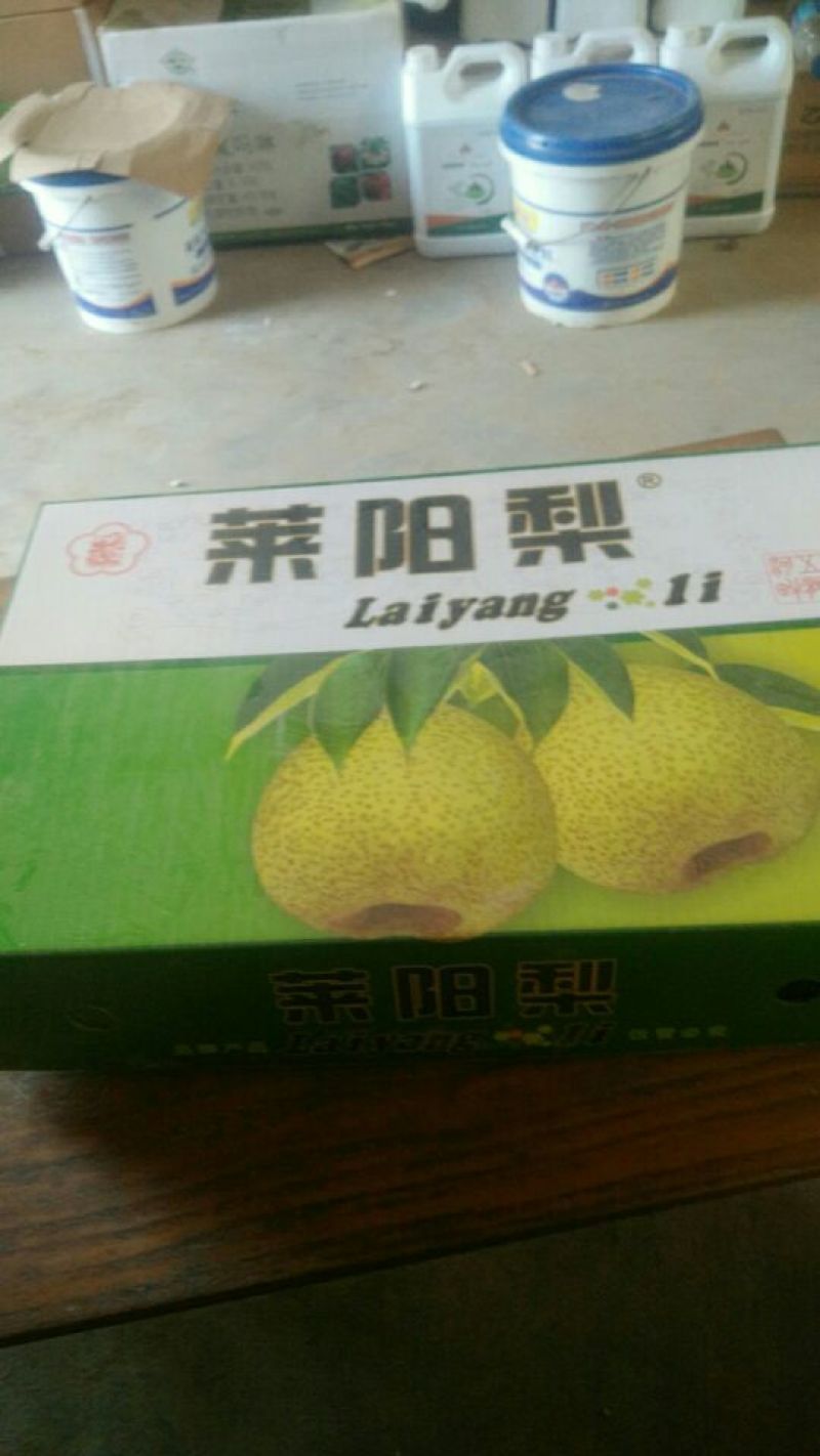 莱阳照旺庄香水梨膜袋200~250g
