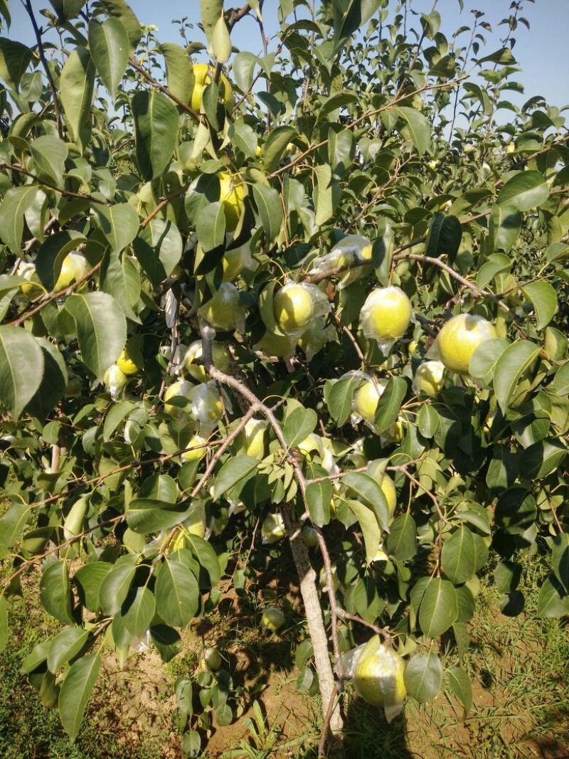 莱阳照旺庄香水梨膜袋200~250g