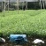 茶叶树苗