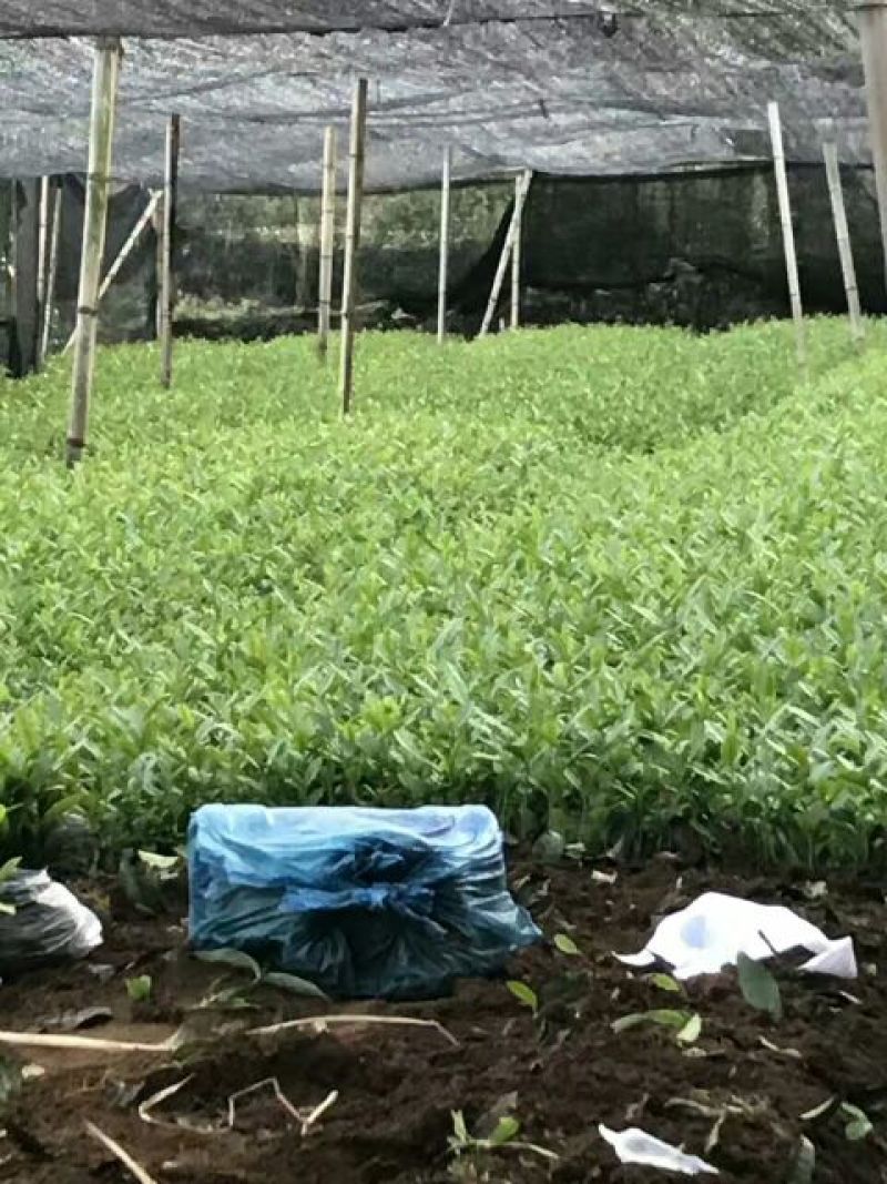 茶叶树苗