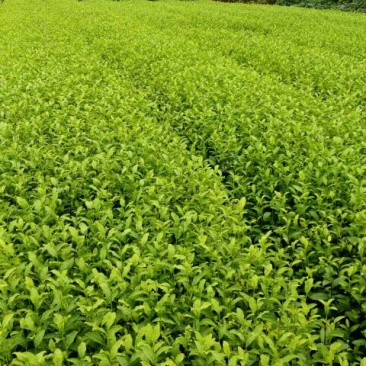 茶叶树苗