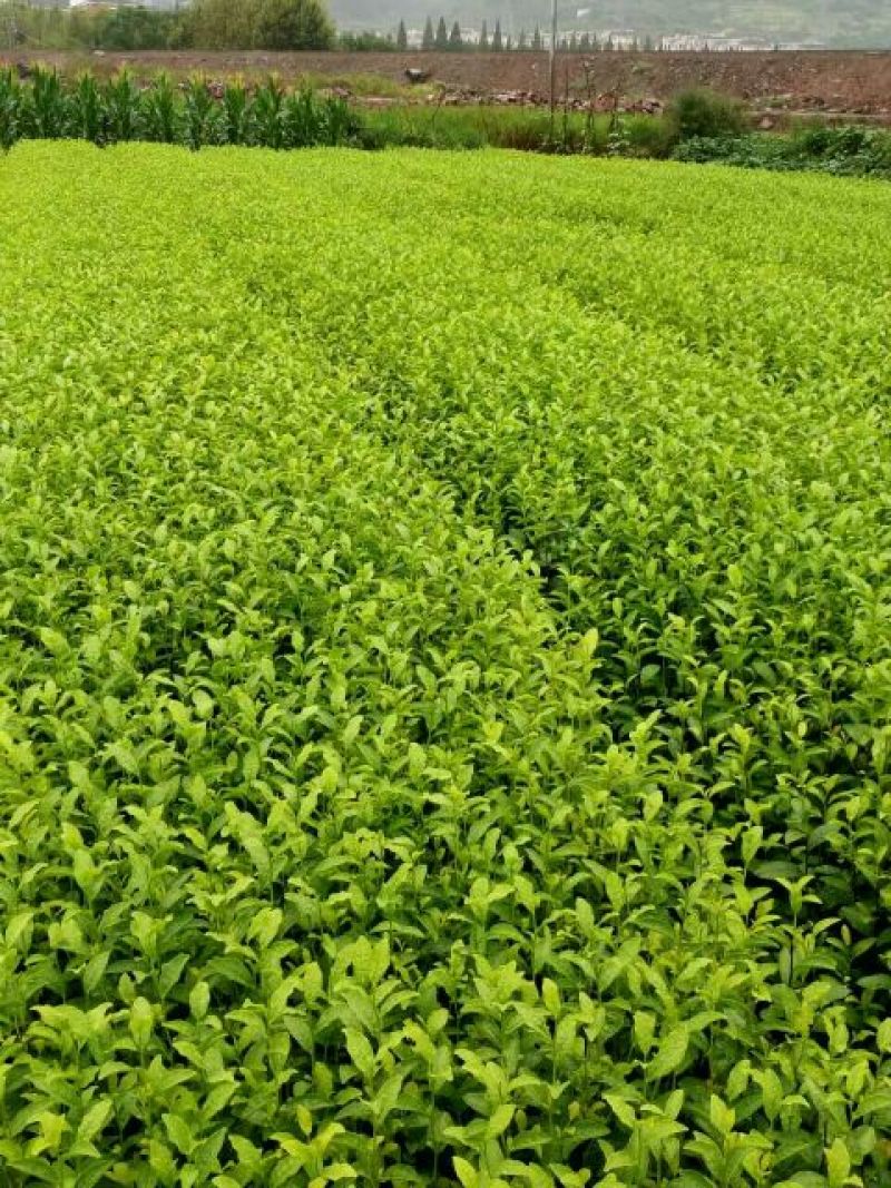 茶叶树苗