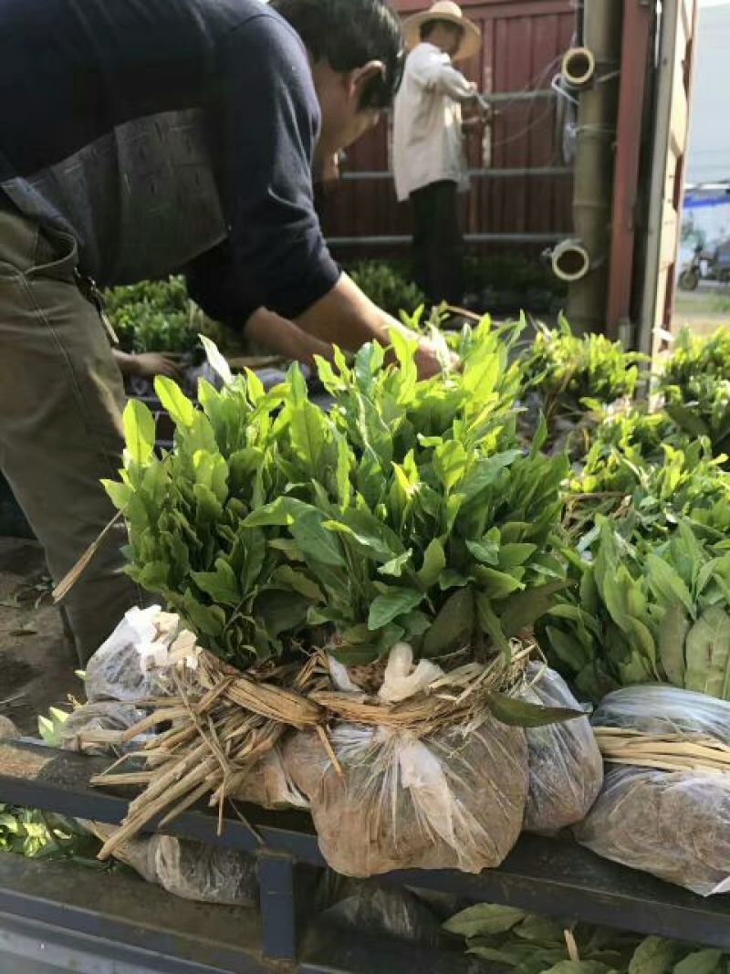 茶叶树苗
