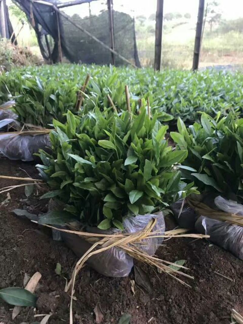 茶叶树苗