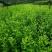 茶叶树苗