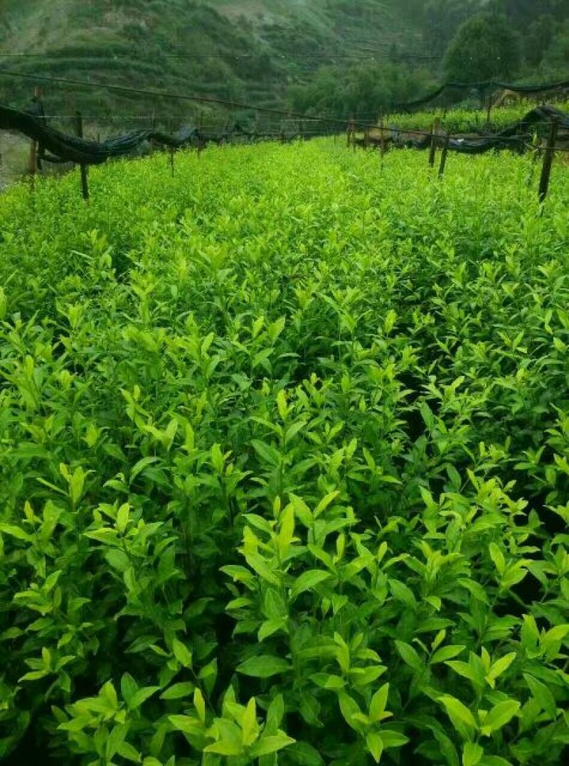 茶叶树苗