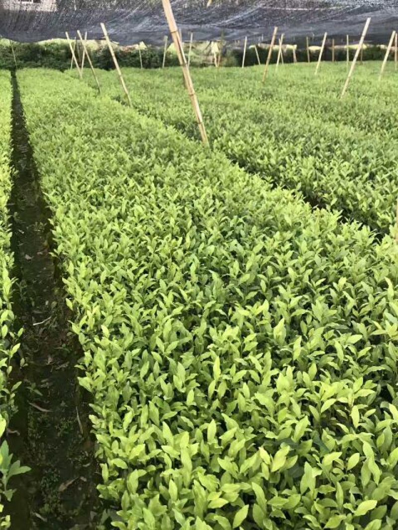 茶叶树苗