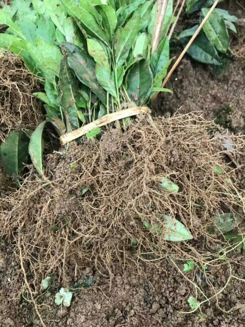 茶叶树苗