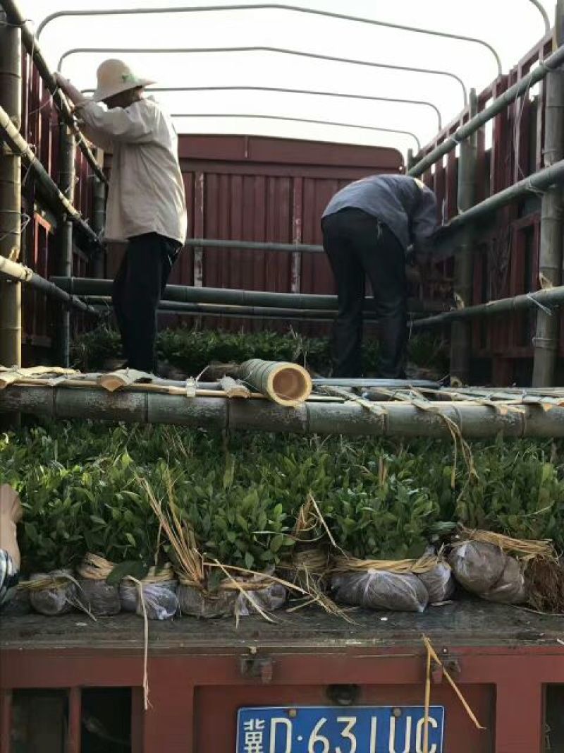 茶叶树苗