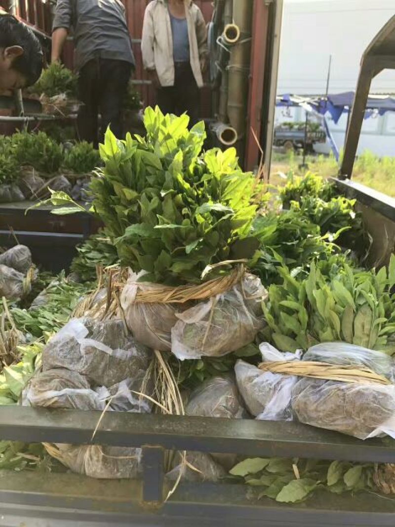 茶叶树苗