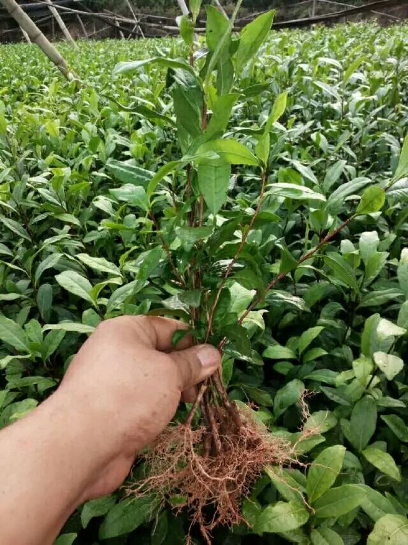 茶叶树苗