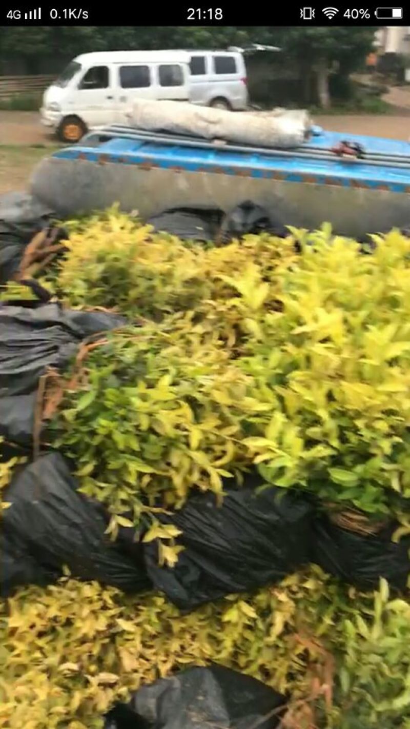 茶叶树苗