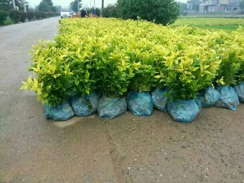 茶叶树苗