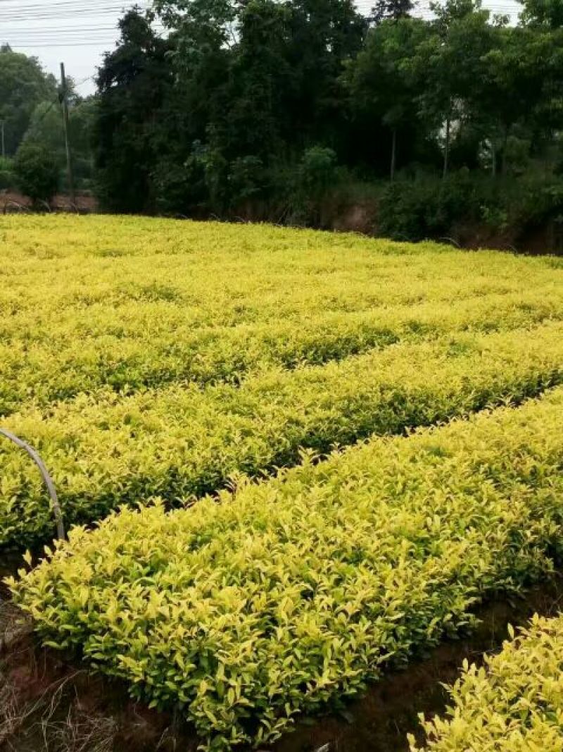 茶叶树苗