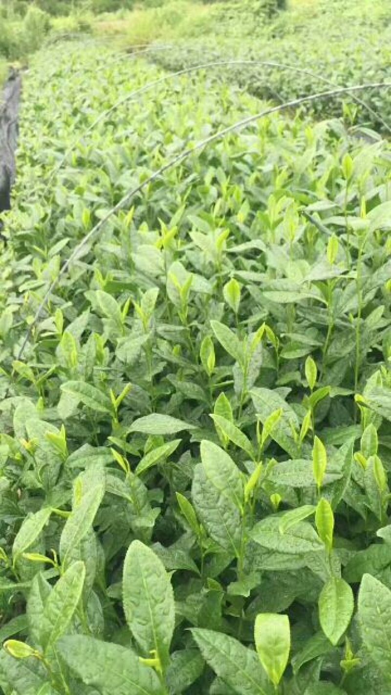 茶叶树苗