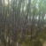 广西黑皮甘蔗果蔗3~4cm2~2.5米4-6斤