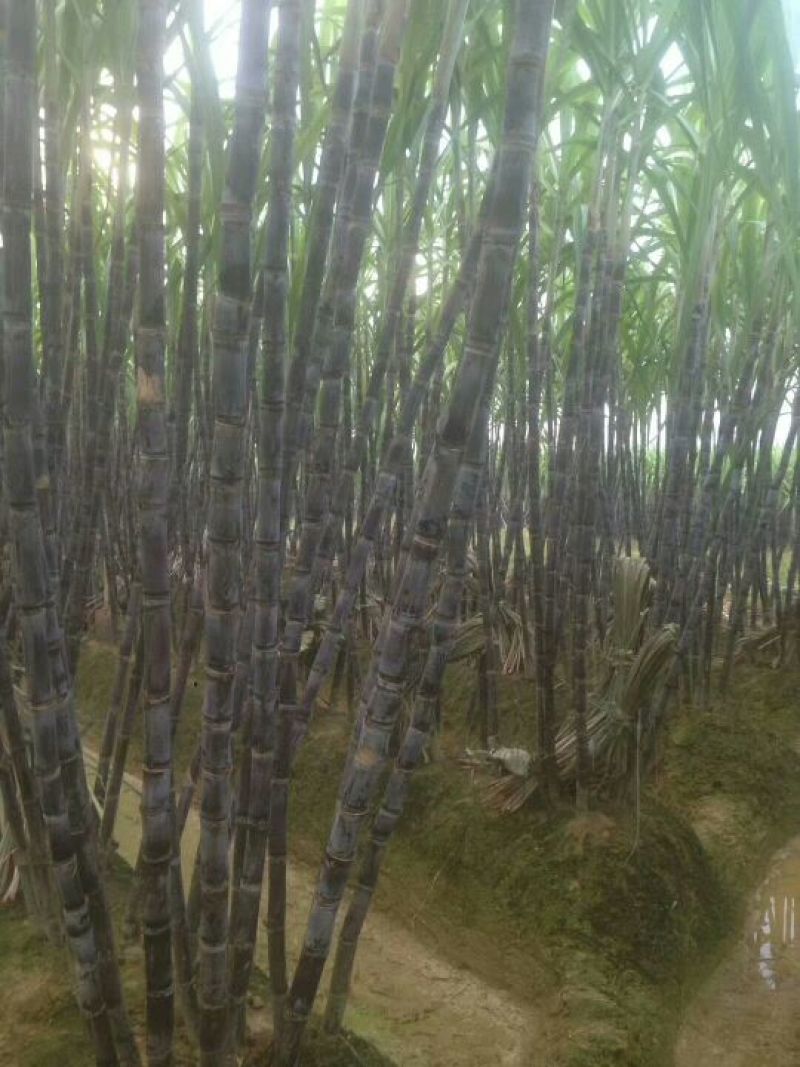 广西黑皮甘蔗果蔗3~4cm2~2.5米4-6斤