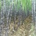 广西黑皮甘蔗果蔗3~4cm2~2.5米4-6斤