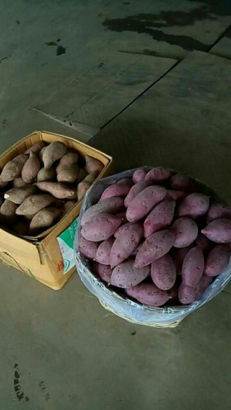 一点红红薯3两以上紫心