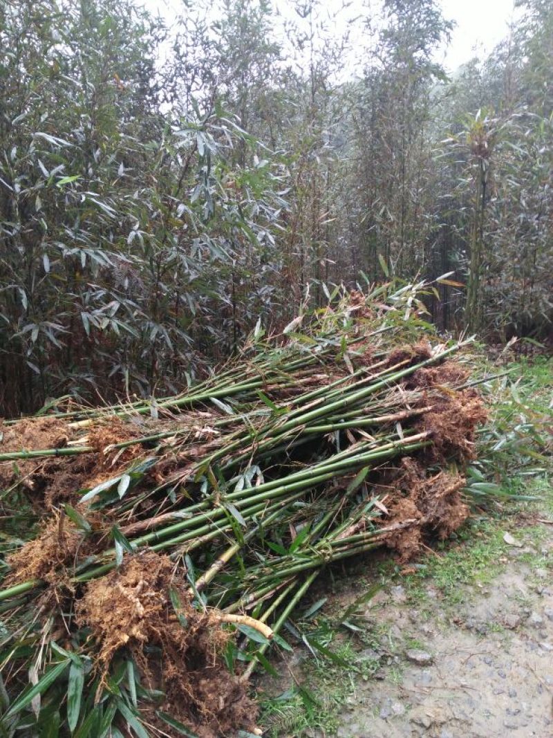 基地直供大量批发出售苦竹苗1~2m，2～4公分直径，1～