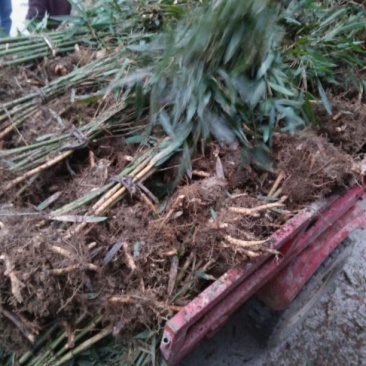 基地直供大量批发出售苦竹苗1~2m，2～4公分直径，1～