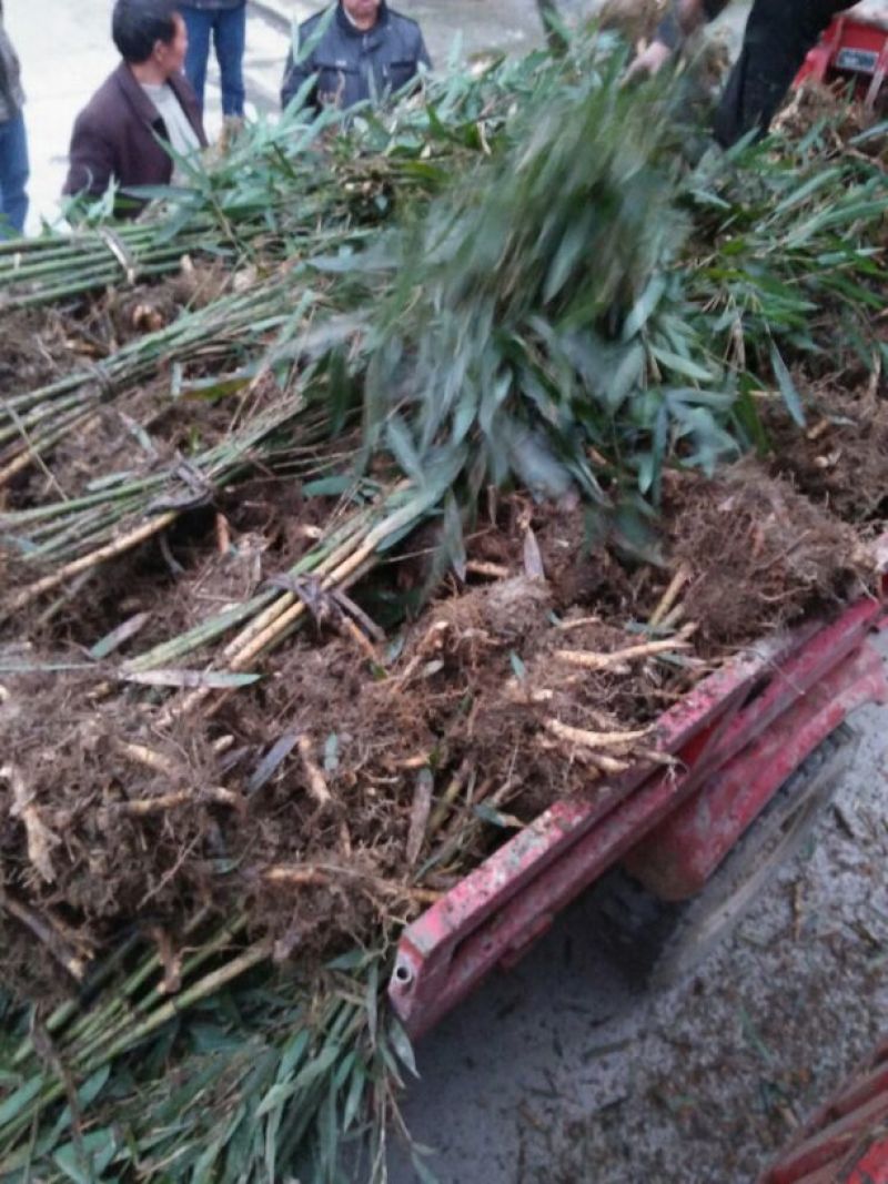 基地直供大量批发出售苦竹苗1~2m，2～4公分直径，1～