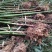 基地直供大量批发出售苦竹苗1~2m，2～4公分直径，1～