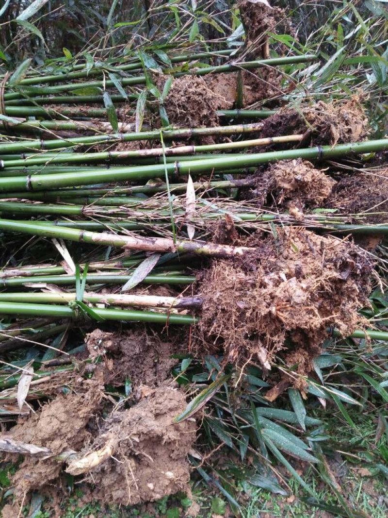 基地直供大量批发出售苦竹苗1~2m，2～4公分直径，1～