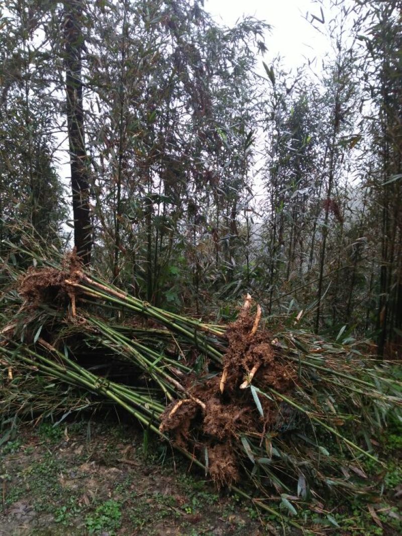 基地直供大量批发出售苦竹苗1~2m，2～4公分直径，1～