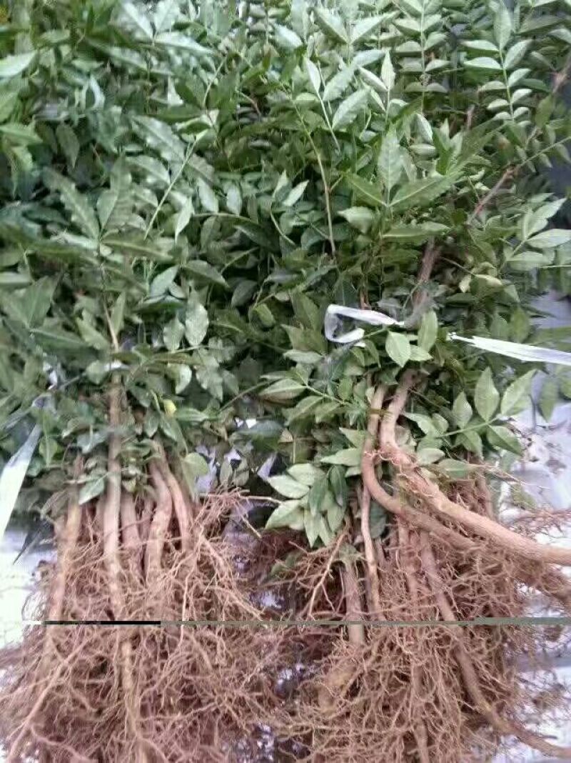 花椒苗1~2年