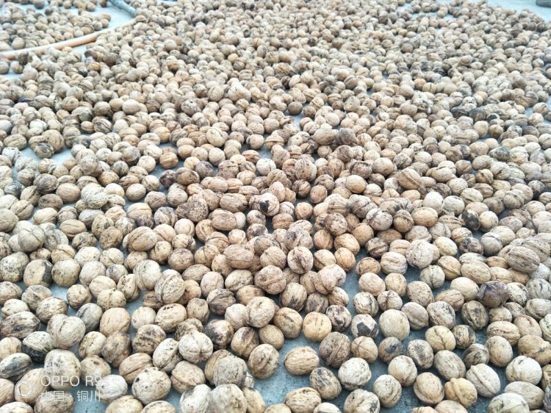 薄皮核桃去皮30mm以上干