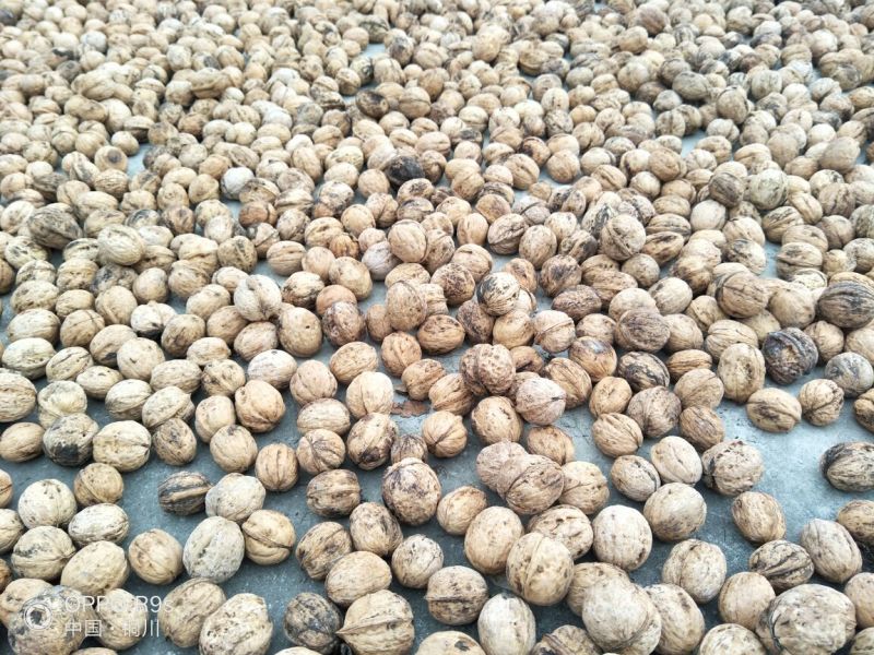 薄皮核桃去皮30mm以上干