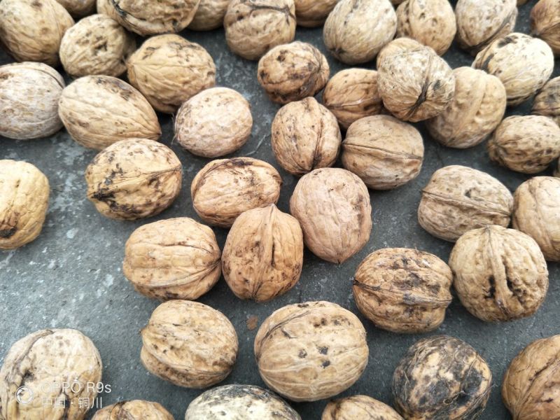 薄皮核桃去皮30mm以上干