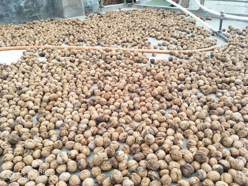 薄皮核桃去皮30mm以上干