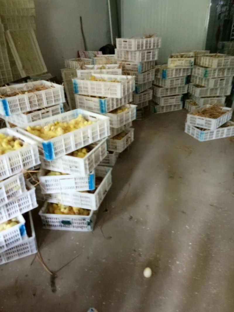 鹅苗250g以下