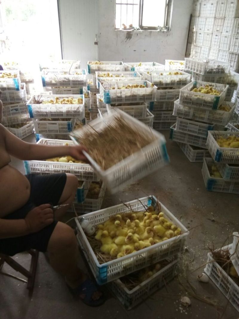 鹅苗250g以下