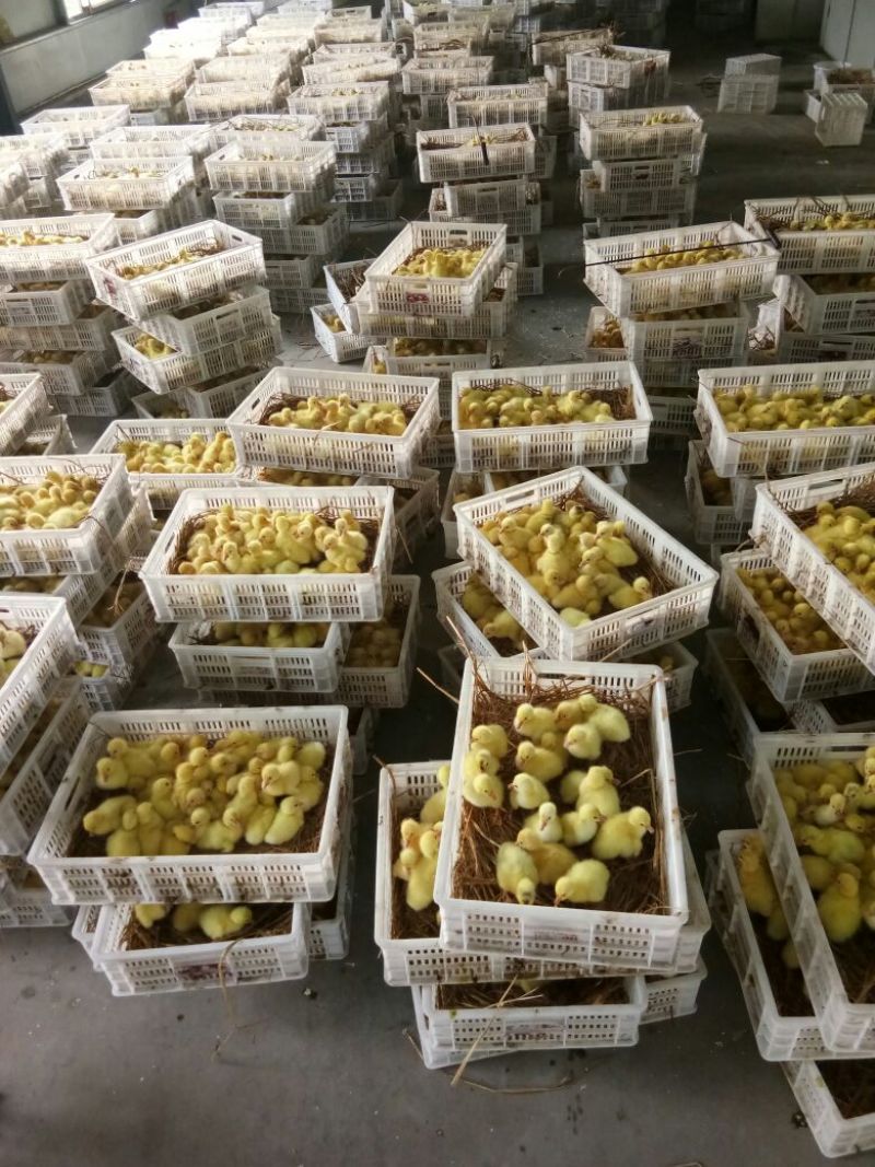 鹅苗250g以下