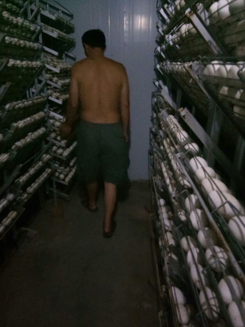 鹅苗250g以下