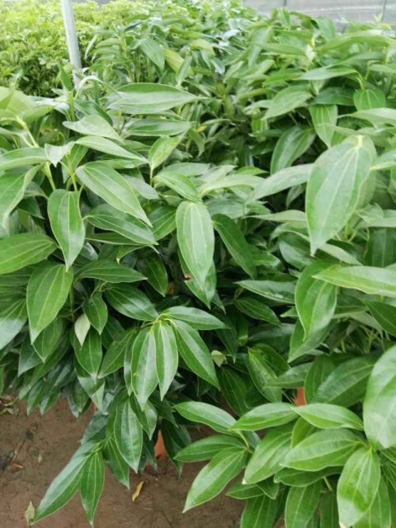 平安树100~150cm
