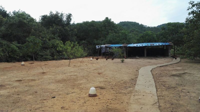 走地鸡散养土鸡3~4斤