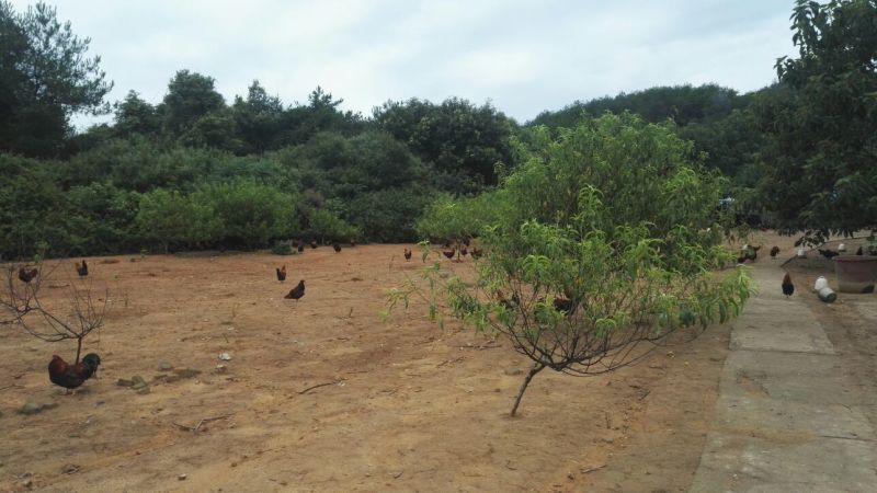 走地鸡散养土鸡3~4斤
